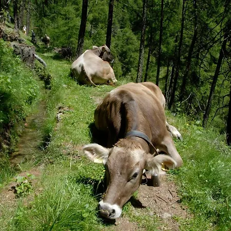Sonnwarthof Farm stay *